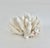 Late 20th Century Natural Pacific Elk Coral Coastal Home Decor For Sale - Image 5 of 8