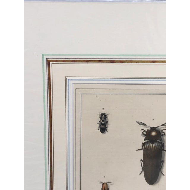 Illustration 18th Century Hand-Colored Entomology Art Print For Sale - Image 3 of 13