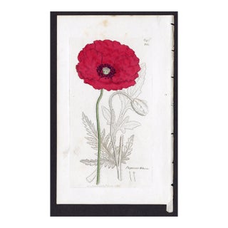 Antique Hand-Colored Botanical Print by the Sowerby Family — English Botany Series (C. 19th Century) G For Sale
