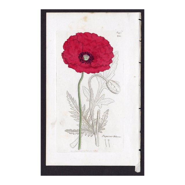 Antique Hand-Colored Botanical Print by the Sowerby Family — English Botany Series (C. 19th Century) G For Sale