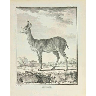 Louis Legrand, Le Nagor, Etching, 1771 For Sale