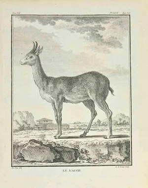 Louis Legrand, Le Nagor, Etching, 1771