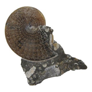 Genuine Nautilus Fossil Shell Ammonite South Dakota Fox Hills Formation Scaphite For Sale