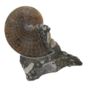 Genuine Nautilus Fossil Shell Ammonite South Dakota Fox Hills Formation Scaphite