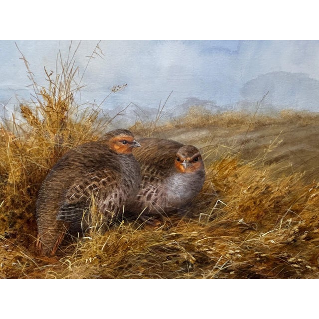 British Ornithology Watercolor of Grey Partridges in New Forest Moor in the Manner of Archibald Thorburn For Sale - Image 6 of 18