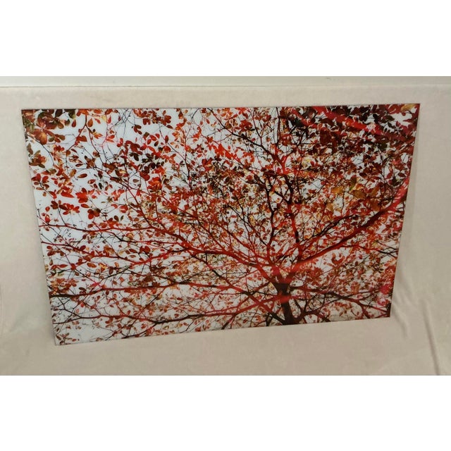 Contemporary Large 40"x60" Autumn Tree Canopy Photo Print Fall Foliage Acrylic Wall Art Decor For Sale - Image 3 of 12