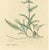 Curtis, Botany Illustration of Achillea Millefolium, 1817, Print For Sale - Image 4 of 5