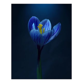 Michael Filonow "Macro 3" Floating Print For Sale