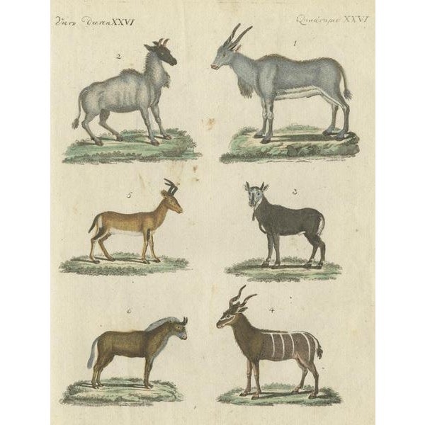 Animals, 1800, Paper For Sale - Image 3 of 5