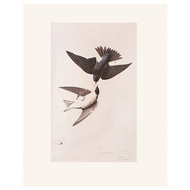 1966 Vintage Cottage Print "White-Bellied Swallow" After John James Audubon For Sale In Dallas - Image 6 of 8