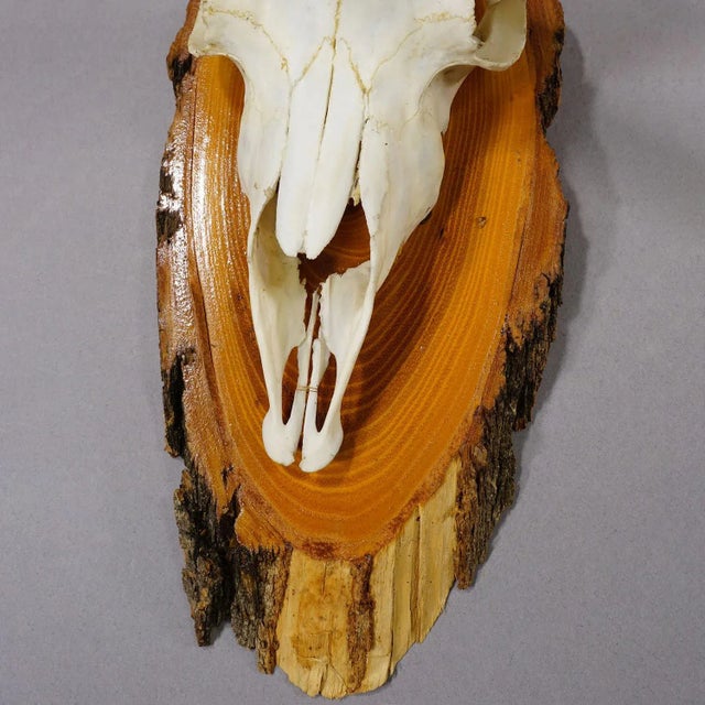 Wood Vintage Set of Six Chamois Trophies on Wooden Plaques, Germany Ca. 1950s For Sale - Image 7 of 7