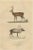The White-Tailed Deer and the Reindeer, 1845, Paper For Sale