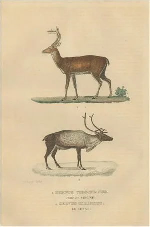 The White-Tailed Deer and the Reindeer, 1845, Paper