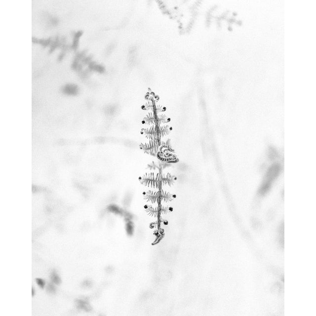 Baby fern' 2026 Limited edition of 20 Photograph shot using mid-century large format film camera Linhof. Printed on...