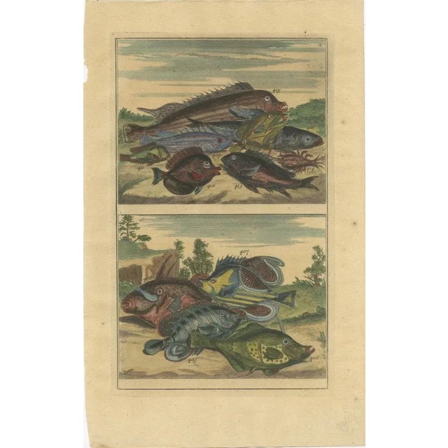 Various Fish Species and Other Marine Life, 1726, Paper, Set of 12 For Sale - Image 11 of 14