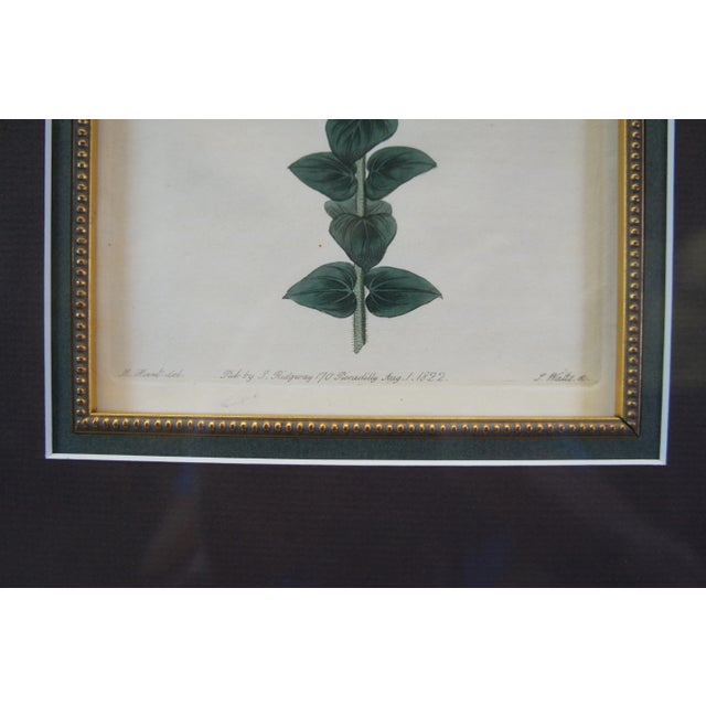Pair of 19th Century Floral Colored Lithographs Botanical Register Framed 29" For Sale - Image 12 of 12