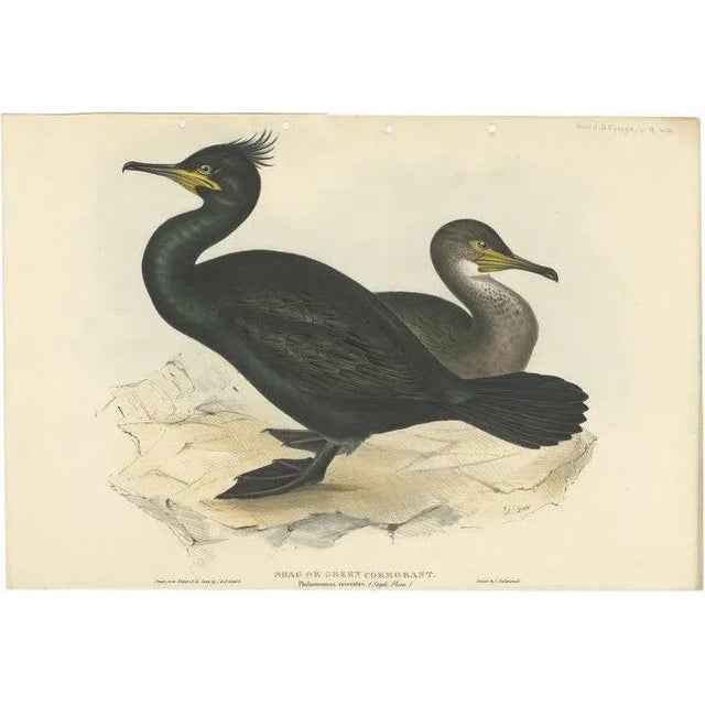 Early 19th Century Gould, European Shag, 1832, Paper For Sale - Image 5 of 5