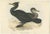 Early 19th Century Gould, European Shag, 1832, Paper For Sale - Image 5 of 5