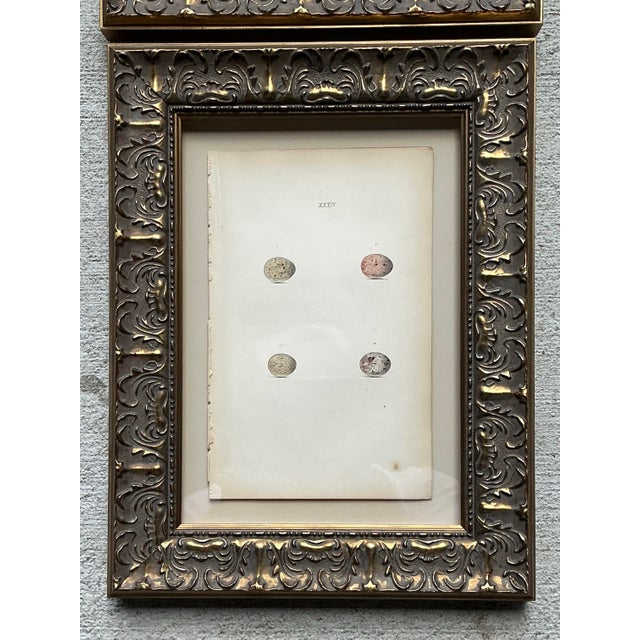 Vintage Book Prints of Eggs - Set of 3 For Sale - Image 9 of 12
