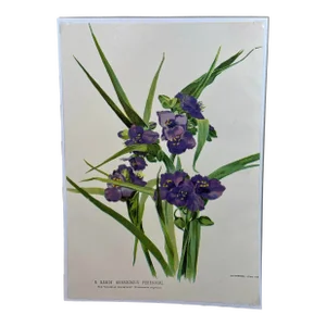 Antique Botanical Print From England Featuring a Vibrant Purple Virginian Spiderwort Flower - Circa 1893