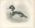 After Lilian Medland, Red-Breasted Merganser, 1909, Print For Sale - Image 3 of 9