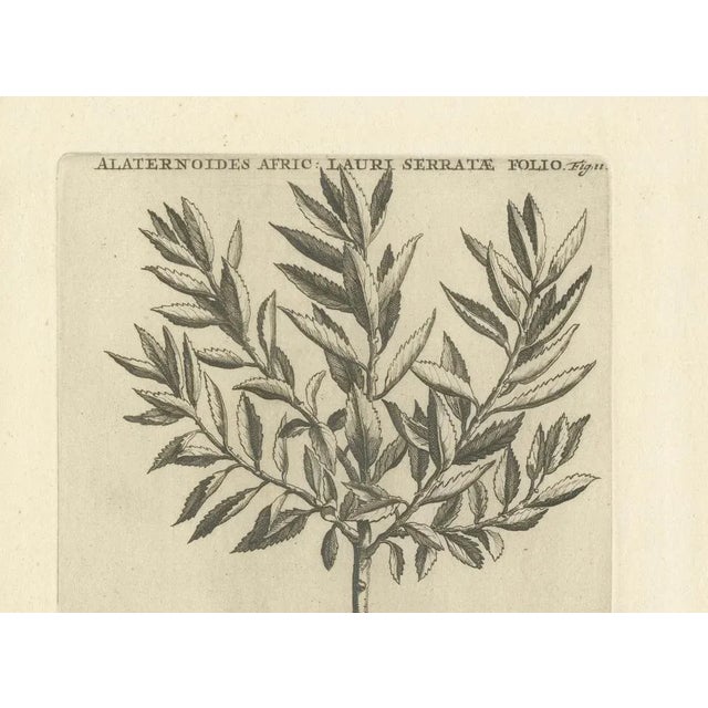 Early 18th Century Commelin, African Alaternoids Lauri Serratae, 1706, Print For Sale - Image 5 of 11