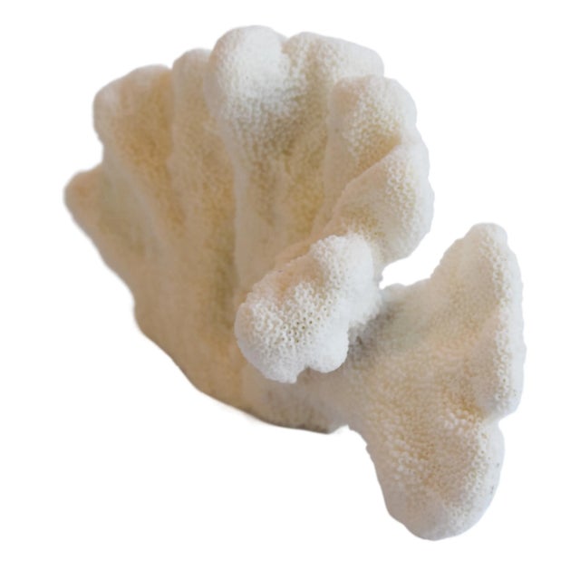 Large natural nautical coastal ocean coral specimen. No maker's mark. Sourced with an in-depth understanding of the...