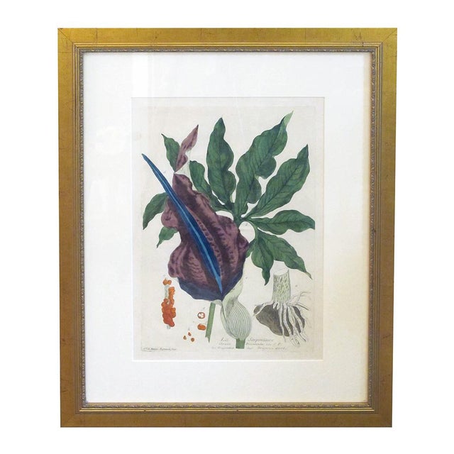 Mid 18th Century Well-Executed French Hand-Colored Engraving of La Serpentaire From a 'La Botanique Mise a La Portee De Tout Le Monde' by Genevieve De Nangis Regnault For Sale - Image 5 of 5