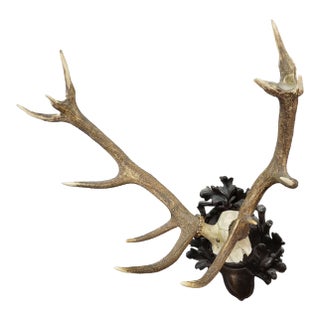 Big Black Forest 12 Pointer Red Deer Trophy on Carved Plaque - Germany 1930 For Sale