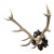 Big Black Forest 12 Pointer Red Deer Trophy on Carved Plaque - Germany 1930 For Sale