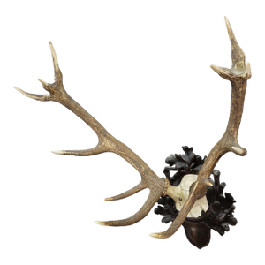Big Black Forest 12 Pointer Red Deer Trophy on Carved Plaque - Germany 1930