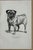 Up for sale is this charming antique dog print from a veterinary guide published in the 1890s and illustrating breed...