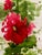 Wood Framed Original Watercolor Tall Painting “Hollyhocks” Framed For Sale - Image 7 of 12