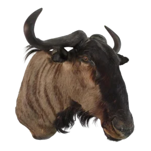 1950s African Wildebeast Head Bust