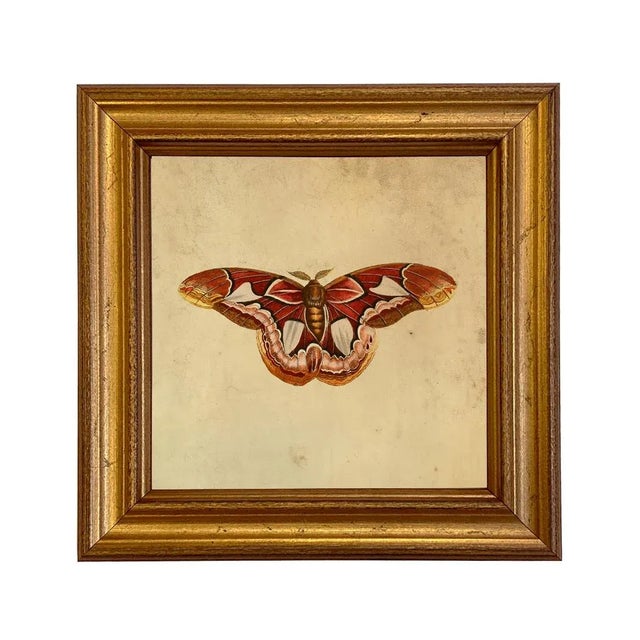 Set of 4 Vintage Style Moth Prints, Framed For Sale - Image 4 of 9