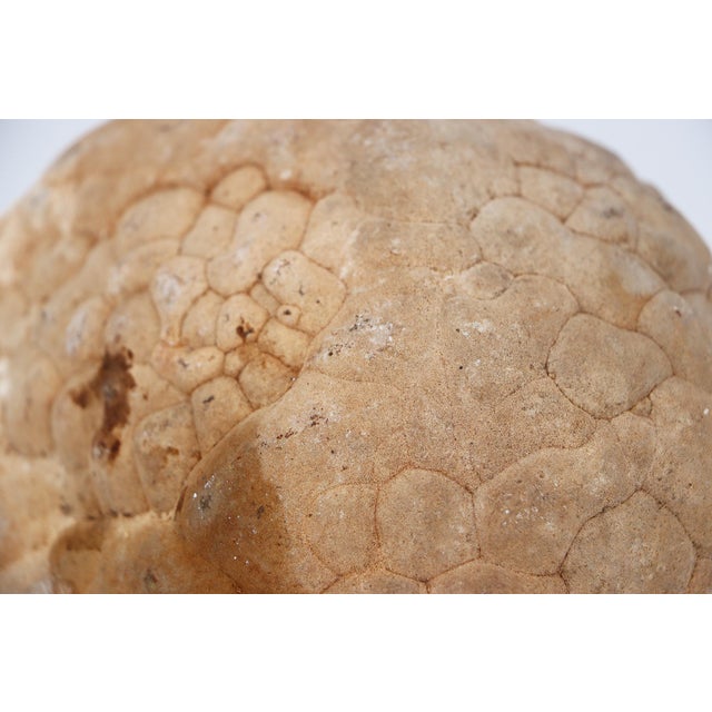 Cerebroid Silex, Middle Jurassic, Iberian Peninsula For Sale - Image 16 of 16