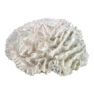 Natural White Lettuce Coral Specimen Coastal Home Decor For Sale