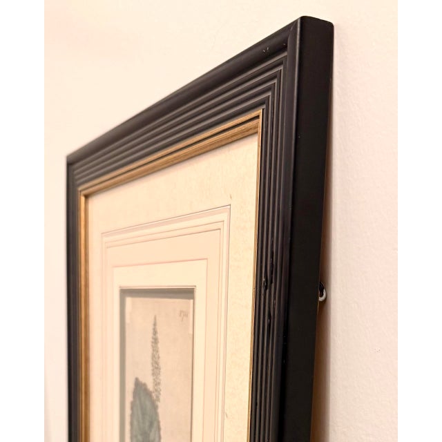 Pair of Early 19th Century Curtis Botanical Magazine Engravings, Hand-Colored, Framed (1804 & 1806) Reproduction For Sale In New York - Image 6 of 8