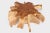 Round 36" Inch Organic Teak Root Coffee Table 27 For Sale - Image 4 of 6
