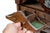 Antique Salesman Sample English Walnut Secretary Bookcase For Sale - Image 14 of 18