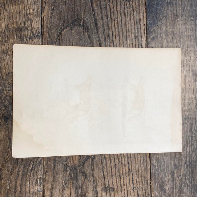 Tan French Antique 18th Century "Le Margay" Animal Engraving Hand Colored Signed Artwork For Sale - Image 8 of 8