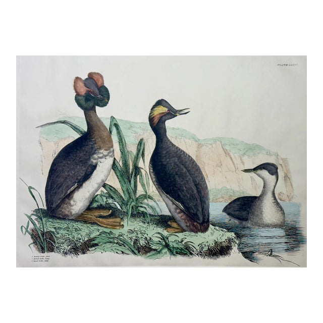 Horned & Eared Grebe Birds, After John Selby Print For Sale