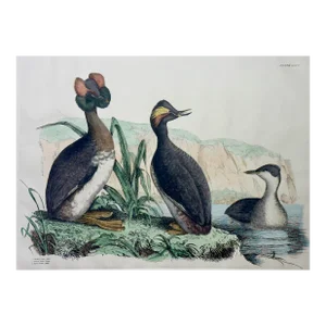 Horned & Eared Grebe Birds, After John Selby Print