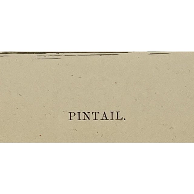 Antique Hand Tinted Bird Print From England Featuring a Pintail Duck - Circa 1888 For Sale - Image 10 of 11