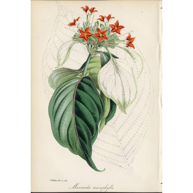 Collection of Sixteen Hand-Colored Botanical Prints by Sir Joseph Paxton, England, Circa 1850 For Sale - Image 10 of 17