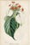 Collection of Sixteen Hand-Colored Botanical Prints by Sir Joseph Paxton, England, Circa 1850 For Sale - Image 10 of 17
