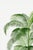 Paper Tropical Palm Study, Vintage Botanical Art Print Reproduction, 16" X 24" For Sale - Image 7 of 10