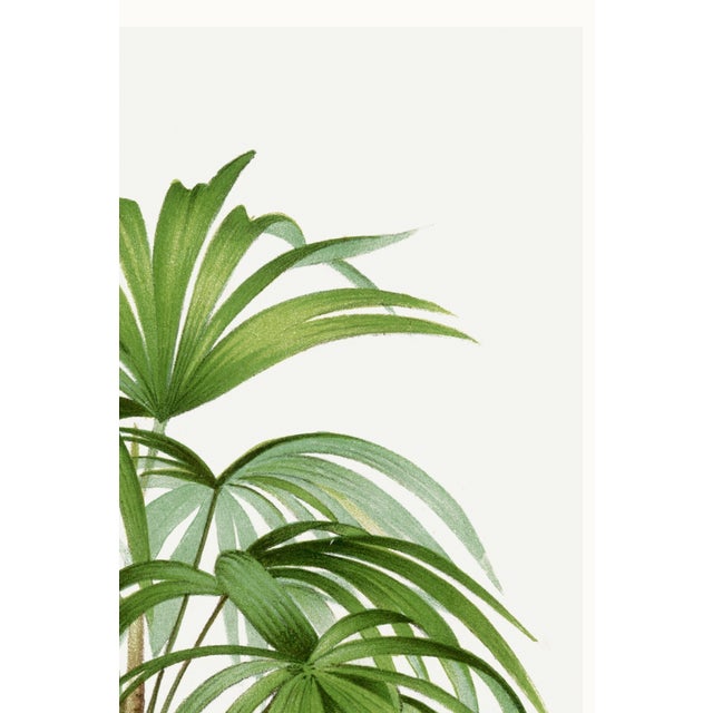 Paper Vintage Palm Tree Illustration, Botanical Art Print Reproduction, 40" X 60" For Sale - Image 7 of 9