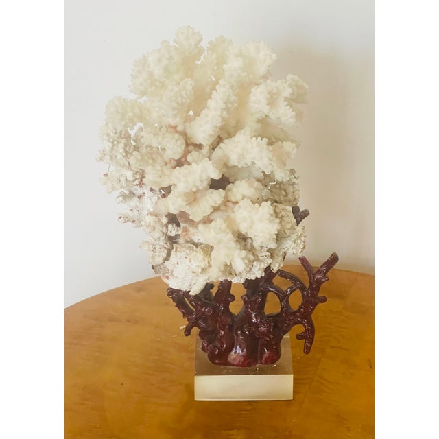 1960s Marine Arrangement - White Coral Cluster on Faux Red Coral Stand For Sale - Image 4 of 8