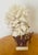1960s Marine Arrangement - White Coral Cluster on Faux Red Coral Stand For Sale - Image 4 of 8